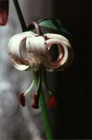 Foto: Norgart Martschinke